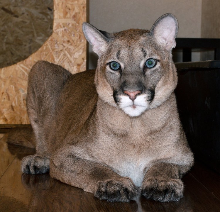 Собака с гривой Льва