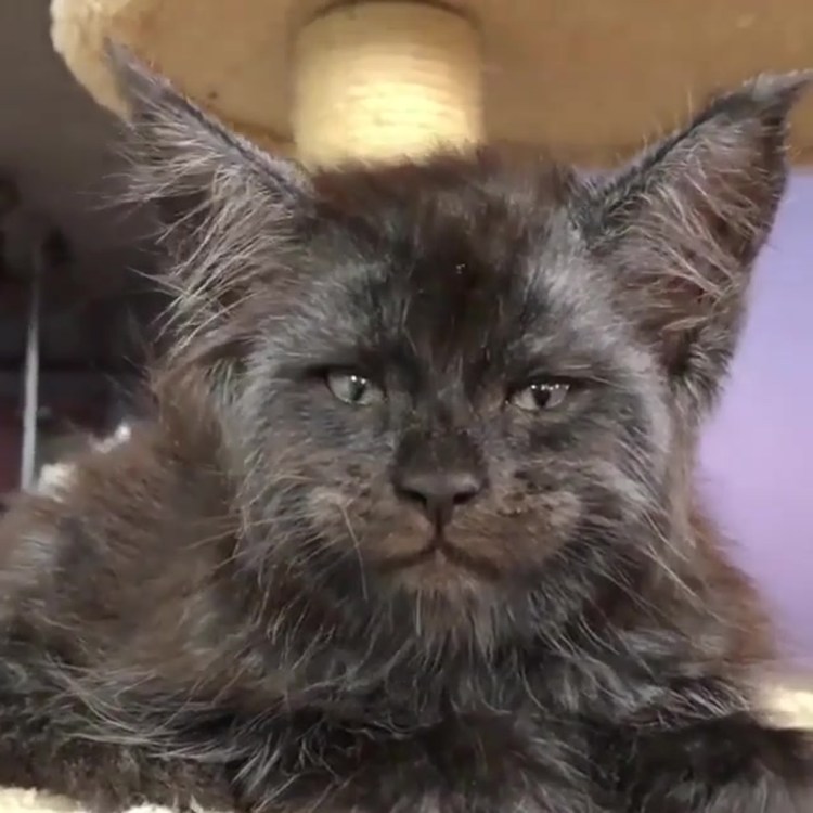 Тибетский мастиф и Лев