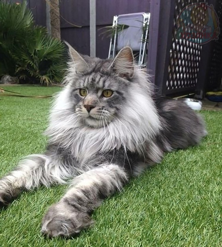 Каракал пятнистый