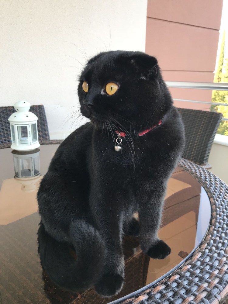 Скоттиш фолд черный