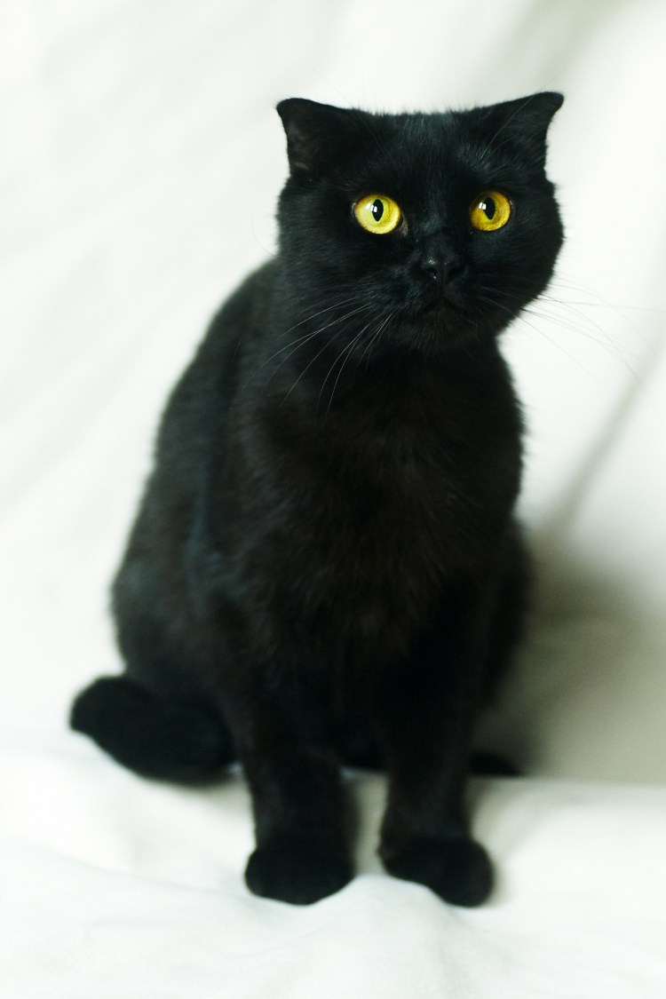 Черные Шотландские вислоухие котята