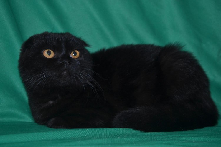 Шотландский черный кот вислоухий обои