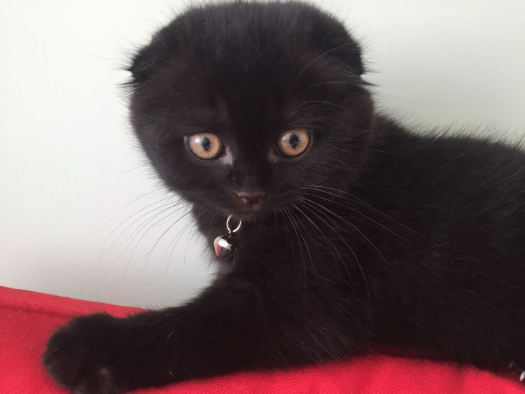Шотландец котенок черный