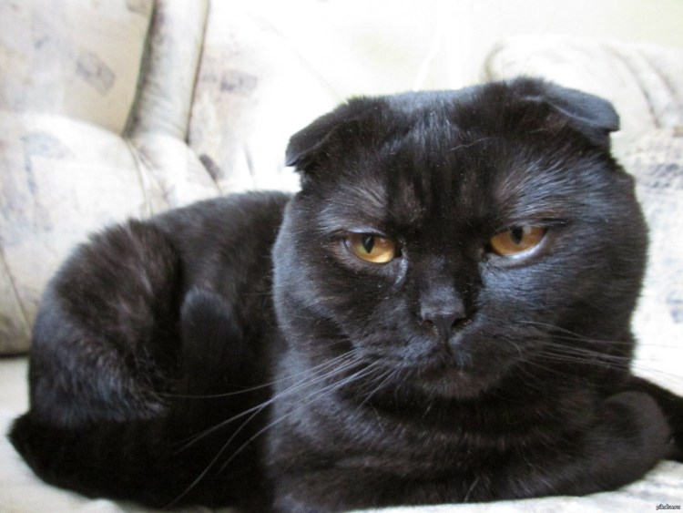 Шотландская вислоухая кошка черная