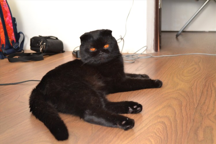 Скоттиш фолд вислоухий черный