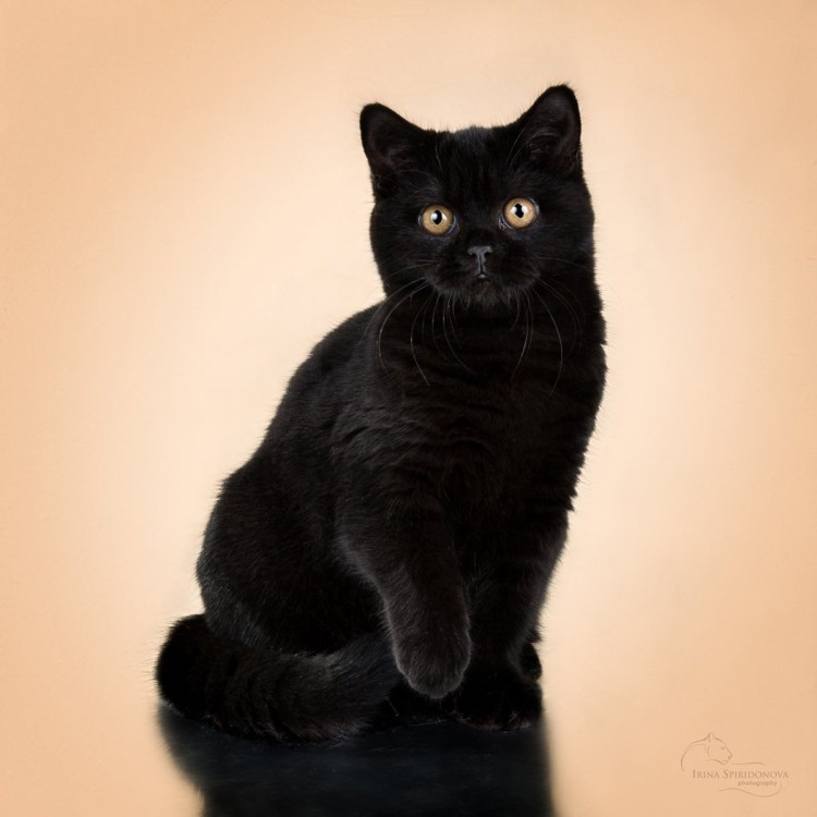 Черные вислоухие коты Эстетика