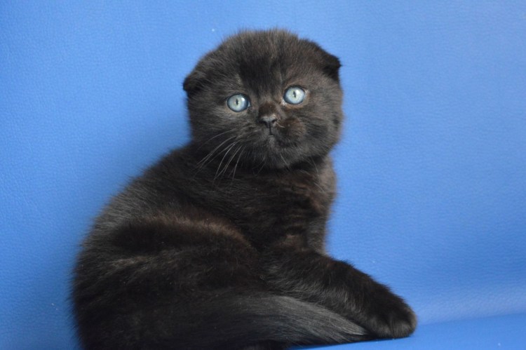 Чёрные Шотландские веслоухие котята