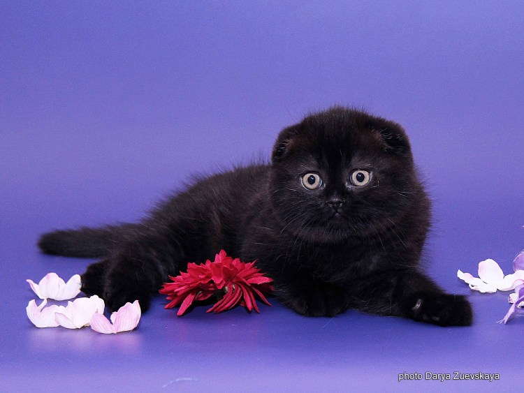 Шотландская вислоухая кошка черная