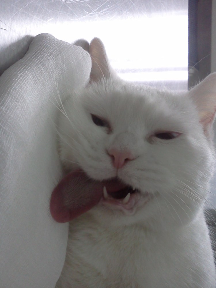 Спящий кот с высунутым языком