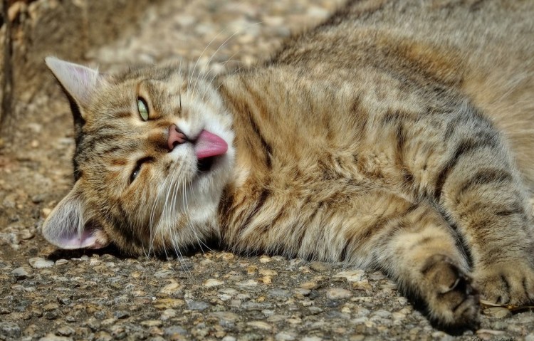 Морда спящего кота