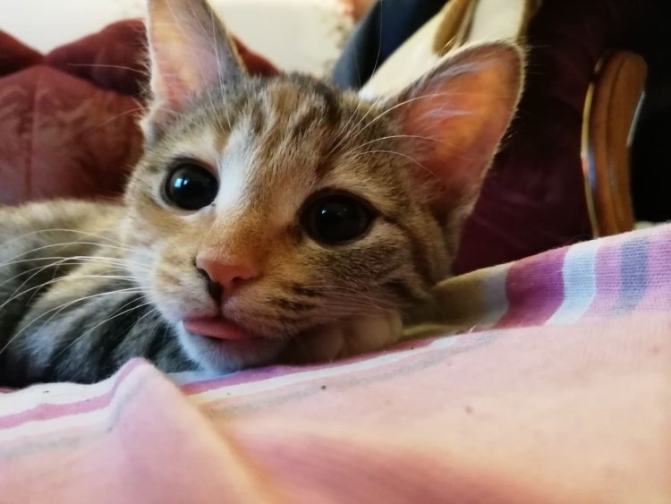 Рыжий кот с высунутым языком