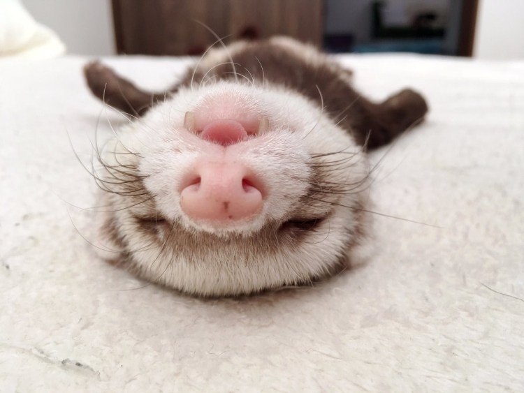 Смешной белый кот