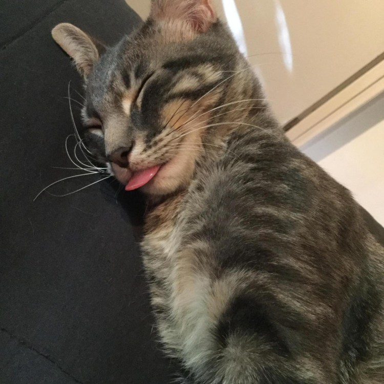 Коты спят с высунутым языком