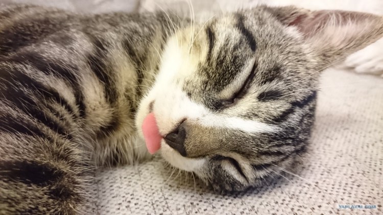 Белый кот зевает