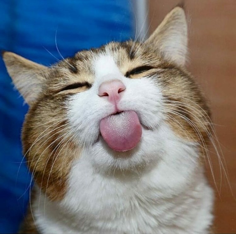 Кот спит с высунутым языком