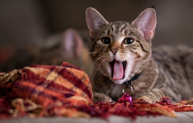 Уставший кот