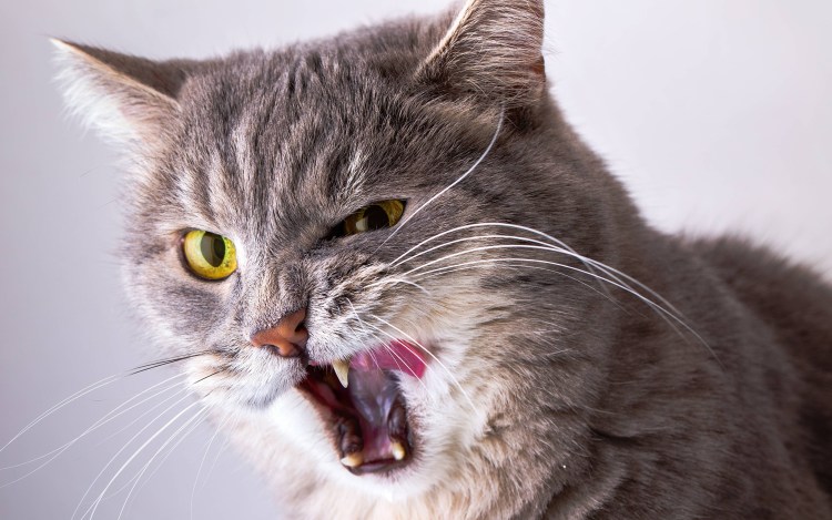 Кот крепко спит