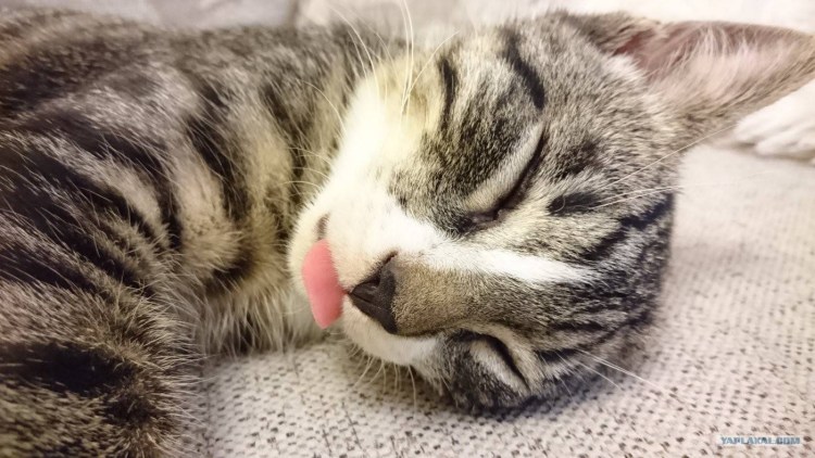 Британская кошка с высунутым языком