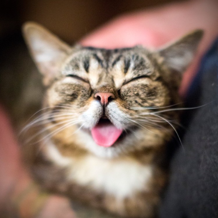 Усталый котик