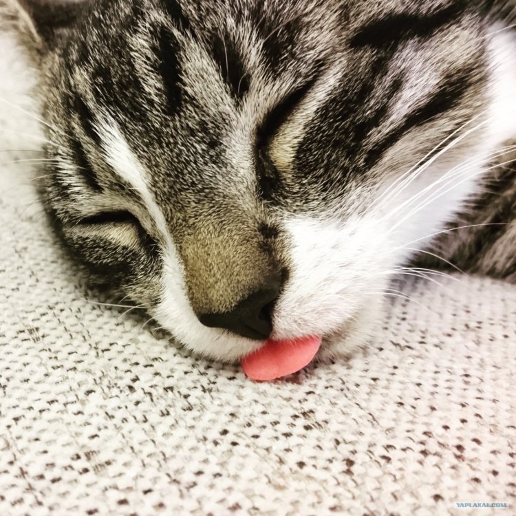 Самые забавные кошки