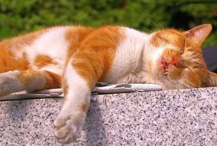 Котик зевает