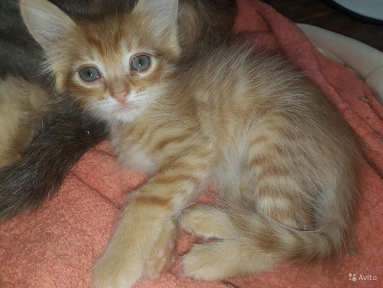 Метис Мейн куна серый