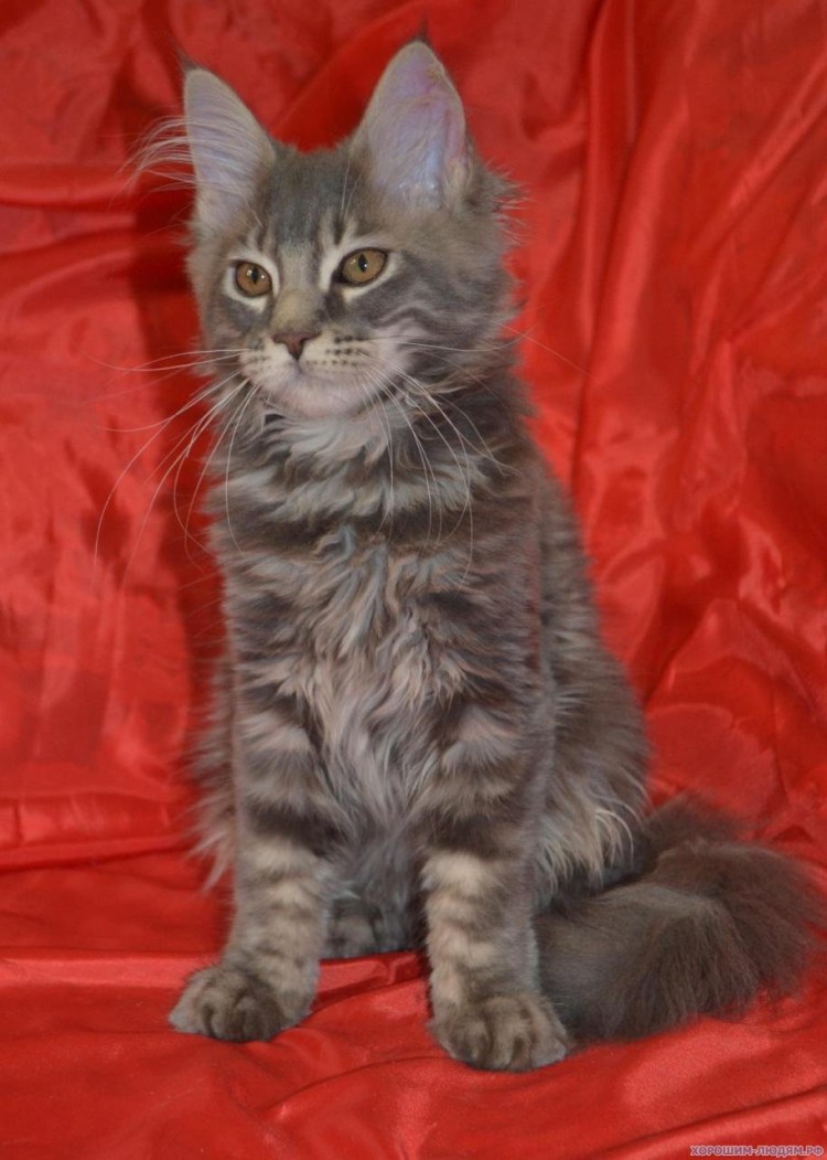 Голубой Мейн кун