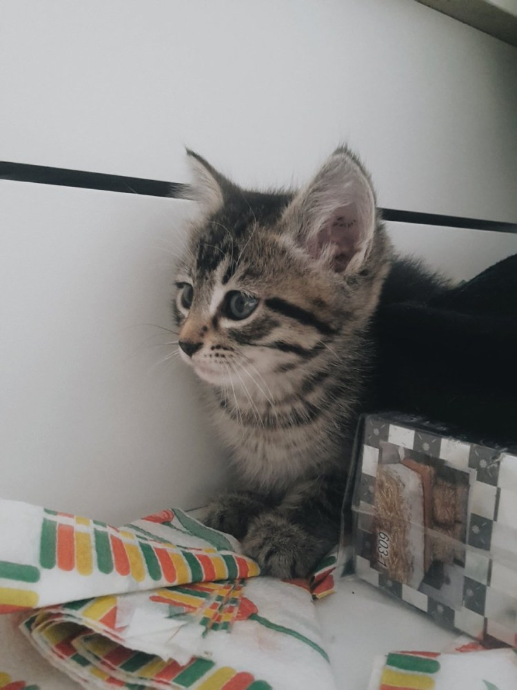 Смесь Мейн куна и британца рыжий