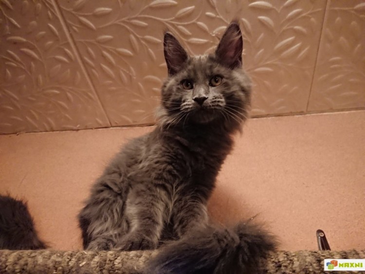 Метис Мейн куна и сибирской кошки