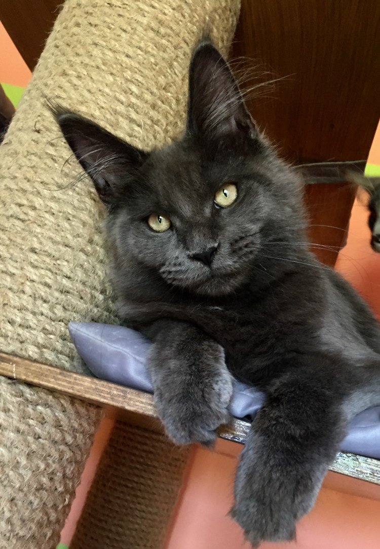 Мейн кун британка