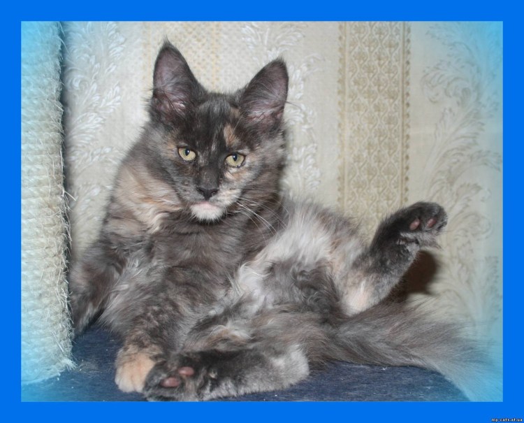 Метис Мейн куна и сибирской котенок