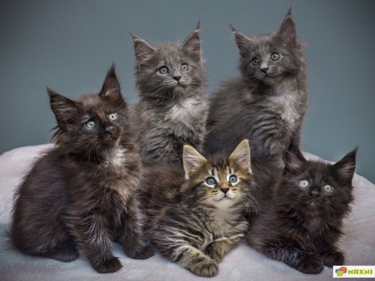 Метис Мейн куна и британца