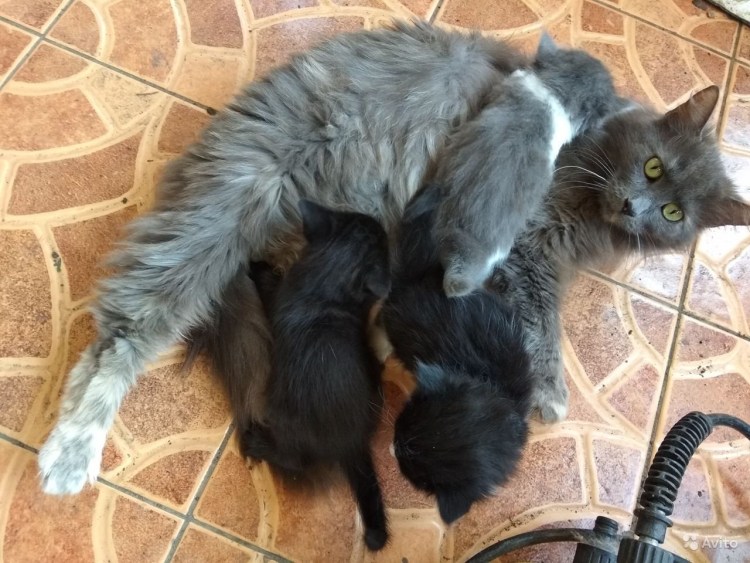 Котята от британца и Мейн куна