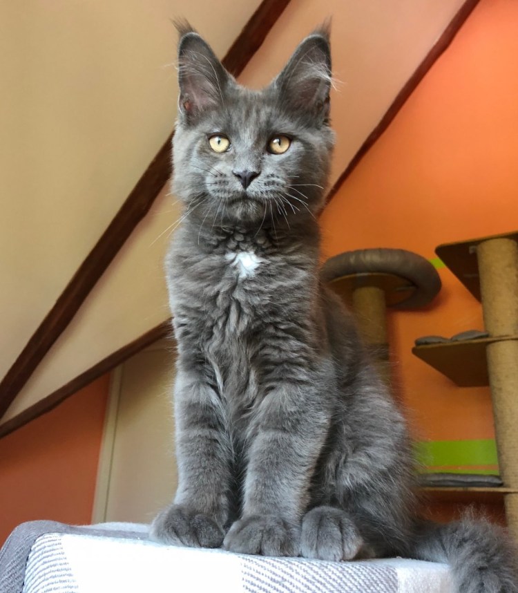 Мейн кун и британец