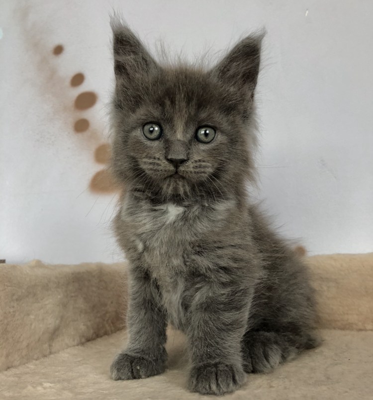 Метис Мейн кун и британец