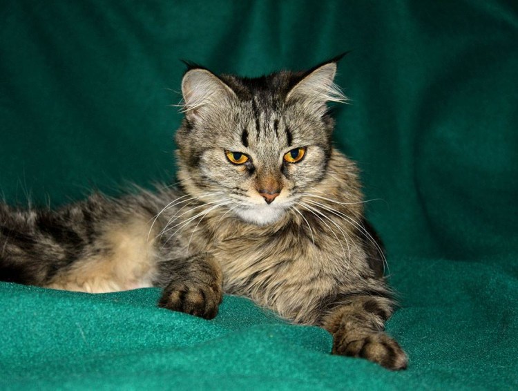 Метис Мейн куна