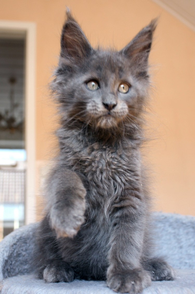 Метис Мейн куна и британца