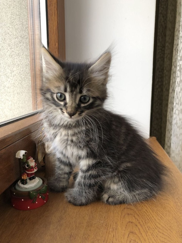 Котята метисы Мейн куна