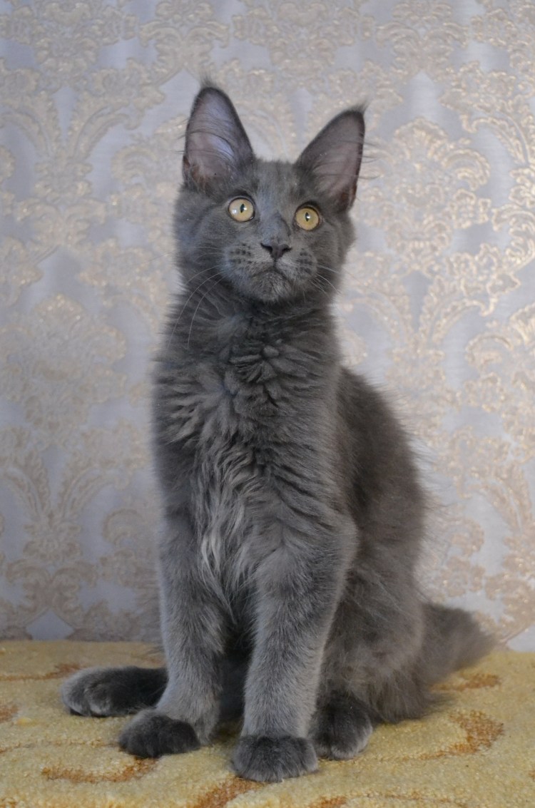 Мейн кун гладкошерстный серый