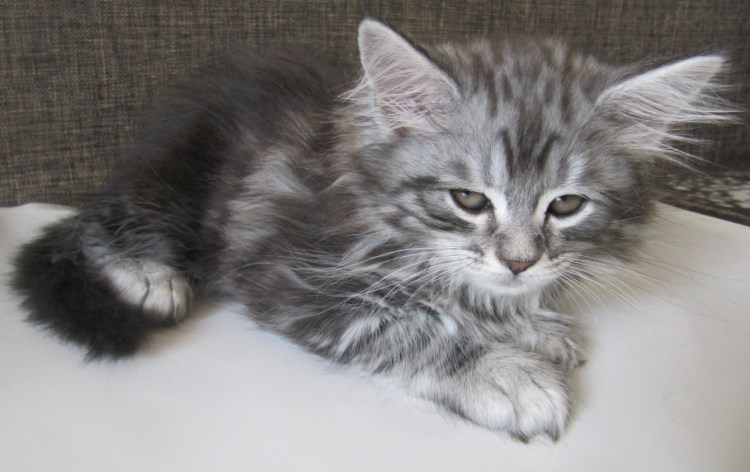 Метис Мейн куна и британца рыжий