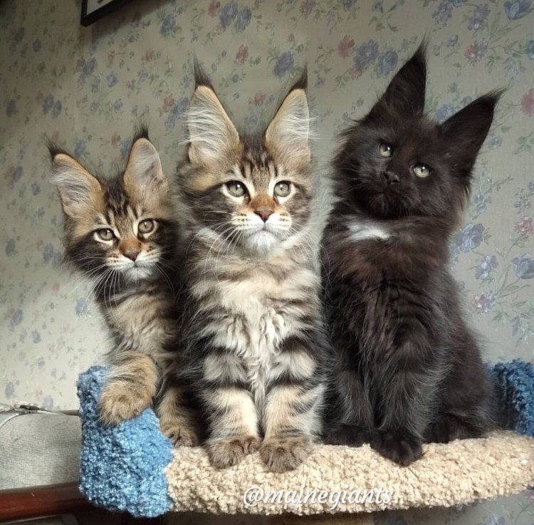 Кот метис Мейн куна