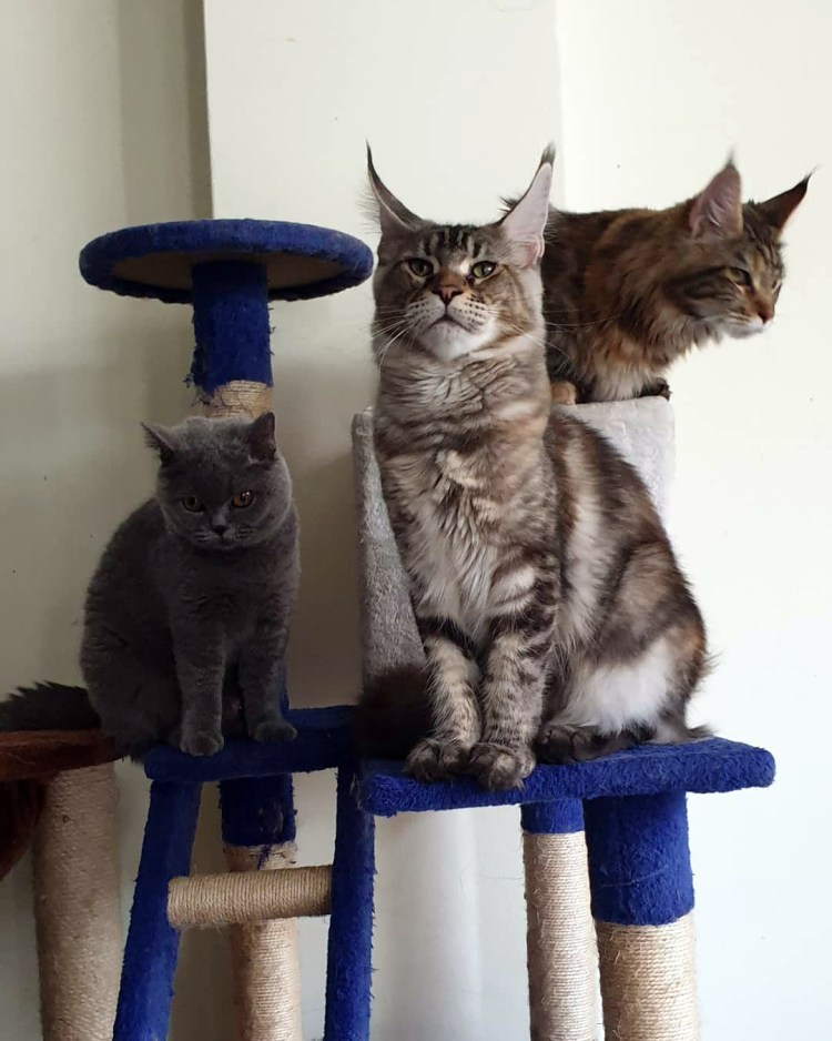 Мейн кун взрослый кот