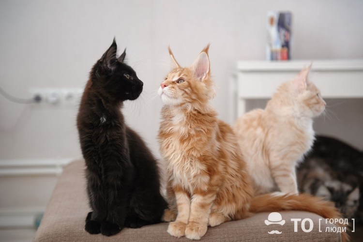 Кот Омар Мейн кун