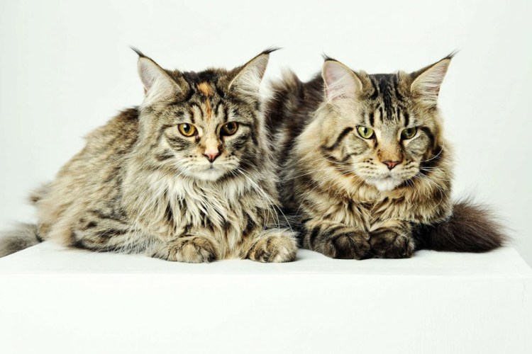 Британский мэйкун