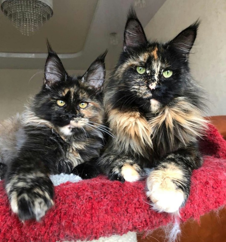 Кот Мейн кун и обычный кот