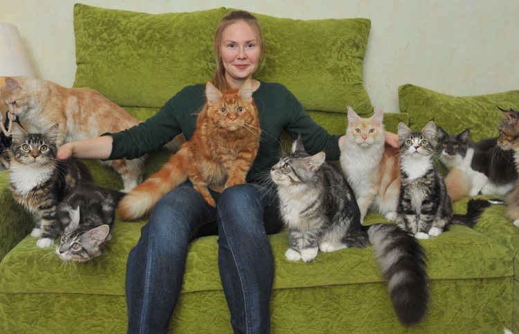 Мейн кун и британец