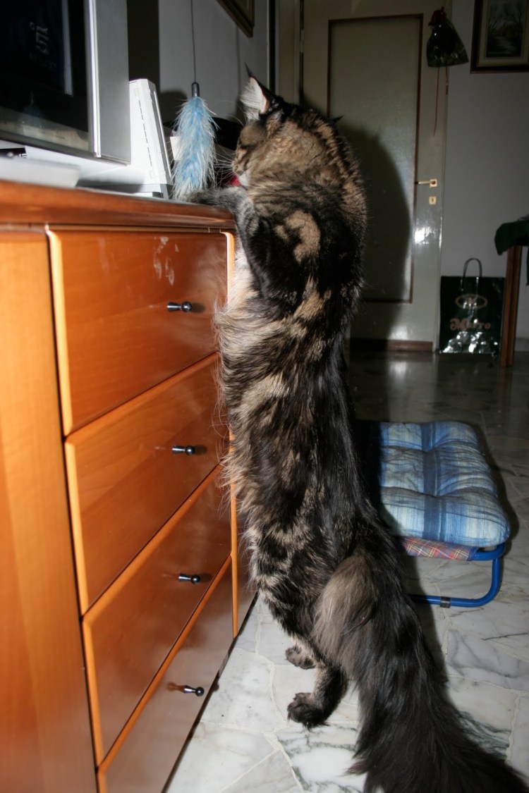 Мейн кун и Ориентал