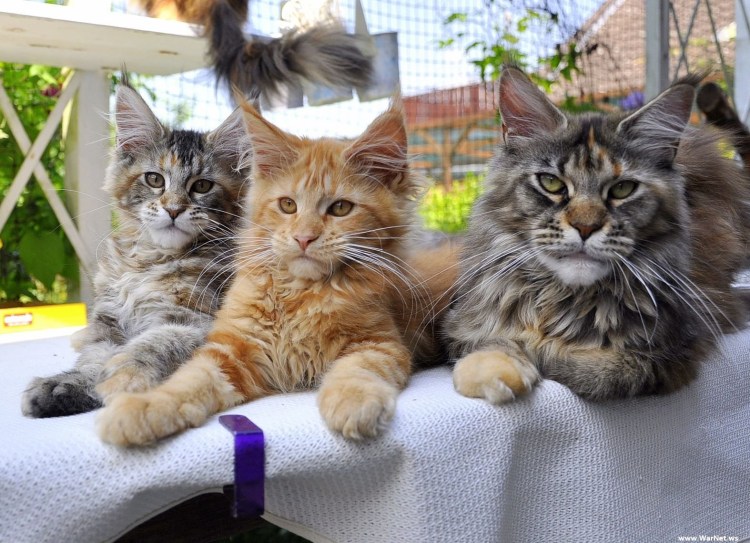 Кот и кошка Мейн кун