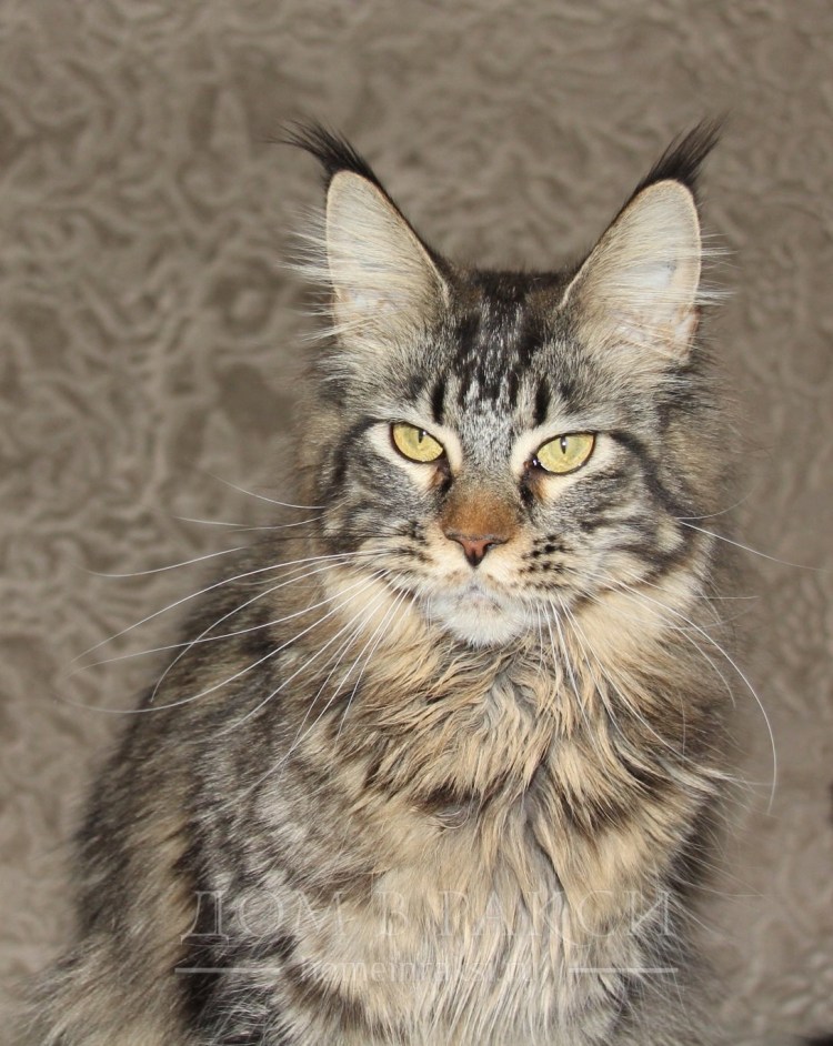 Кот Мэй кун