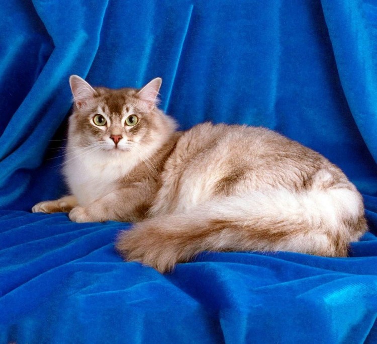 Мейн кун Robert Sijka